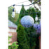 Allsop Metallic Blue Allsop 8" Globe Solar Lantern ASP-32026