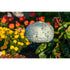 Allsop Sage Allsop Square Sunflower 11" x 7.25" Solar Lantern ASP-32531