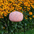 Allsop Clay Allsop Square Sunflower 11" x 7.25" Solar Lantern ASP-32532